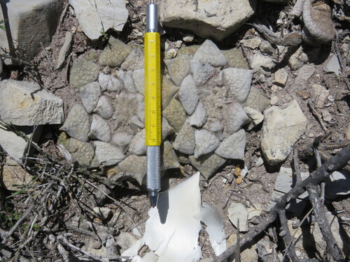 Ariocarpus retusus