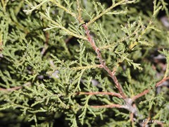 Juniperus thurifera