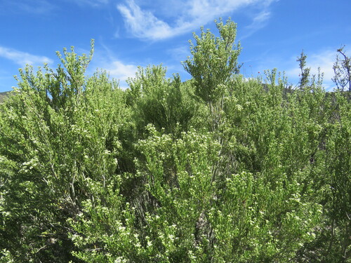 Mortonia greggii