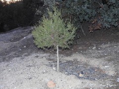 Juniperus thurifera