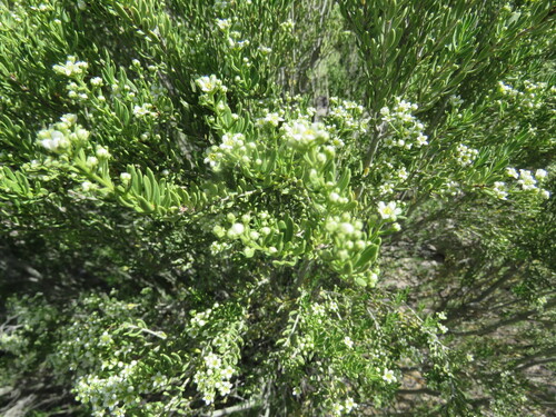 Mortonia greggii, photograph 1