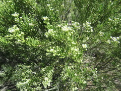 Mortonia greggii, photograph (c) Luis F. Ramírez, some rights reserved (CC BY)
