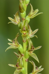 Prasophyllum suaveolens
