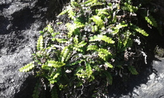Blechnum blechnoides