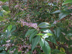 Memecylon pauciflorum