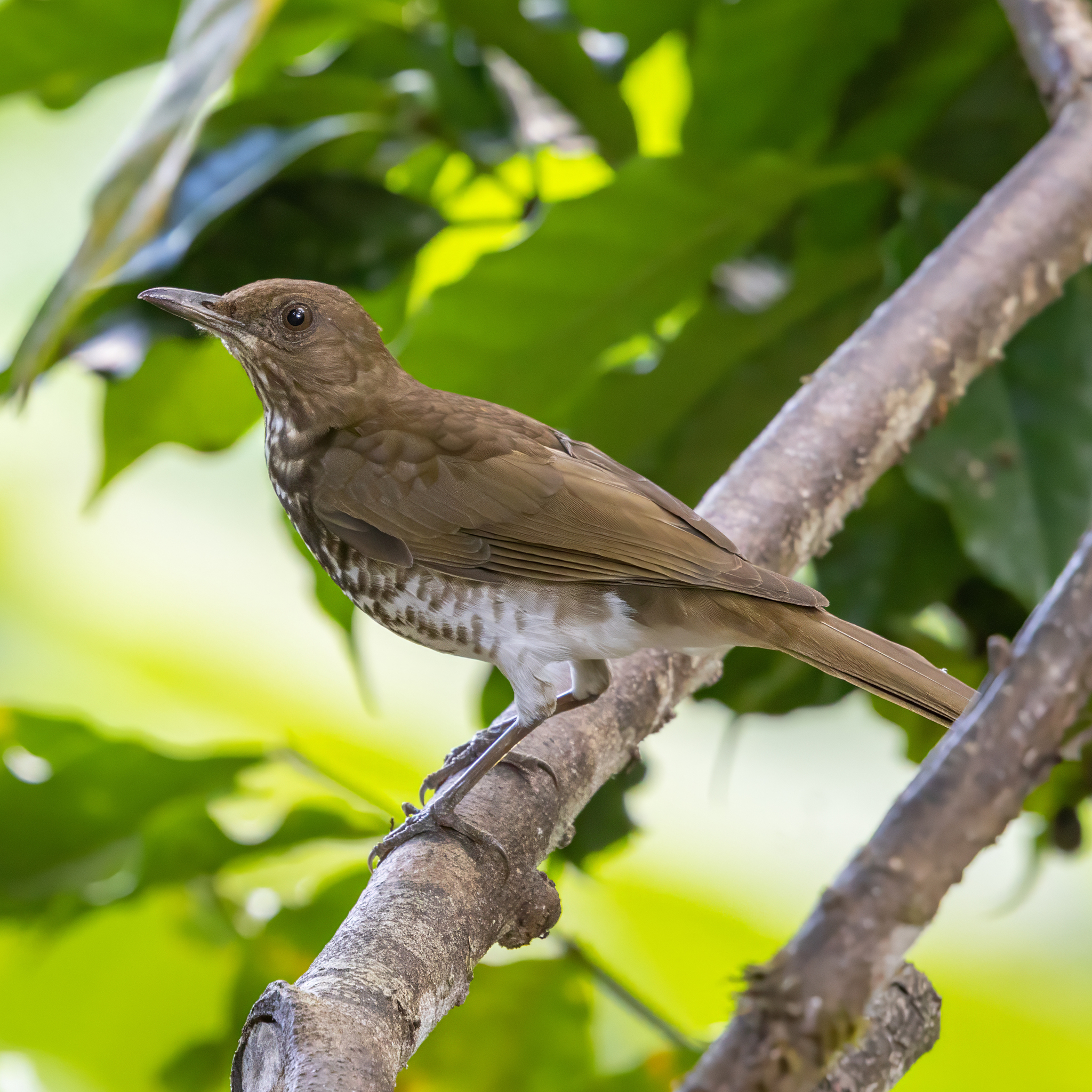 Maranon Thrush (Turdus maranonicus), photo 2