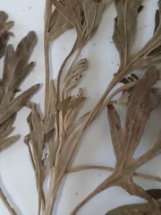 Artemisia australis, photograph (c) Jason Hernandez, some rights reserved (CC BY)