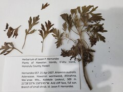 Artemisia australis, photograph (c) Jason Hernandez, some rights reserved (CC BY)