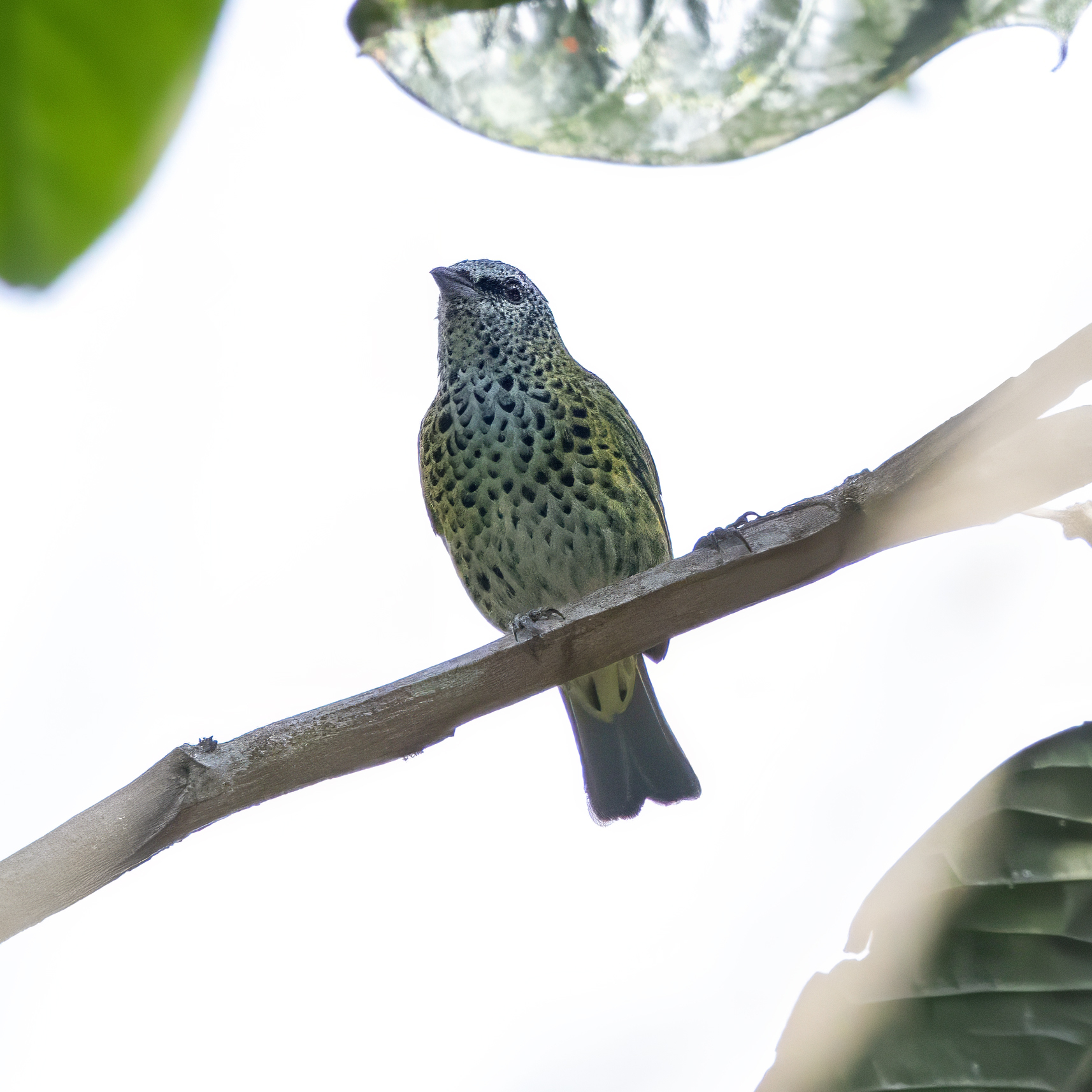Spotted Tanager (Ixothraupis punctata), photo 5