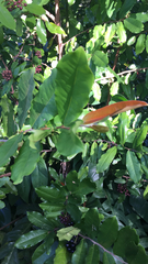 Magnoliopsida