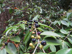 Memecylon pauciflorum