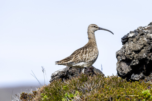 Eurasian Whimbrel