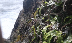 Blechnum blechnoides