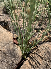 Phyllanthus incurvus