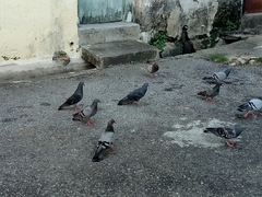 Columba livia domestica