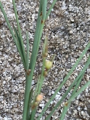 Phyllanthus incurvus