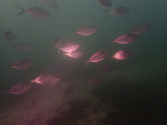 Pseudocaranx