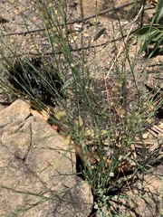 Phyllanthus incurvus