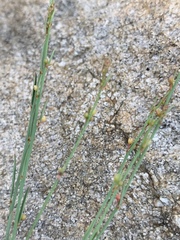 Phyllanthus incurvus