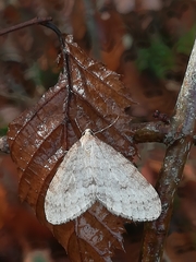Operophtera fagata