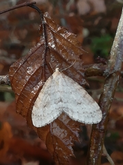 Operophtera fagata