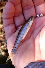 Notropis scepticus