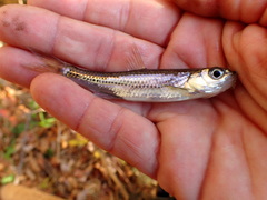 Notropis scepticus