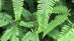 Leucauge celebesiana