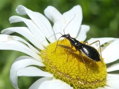 Nabis subcoleoptratus