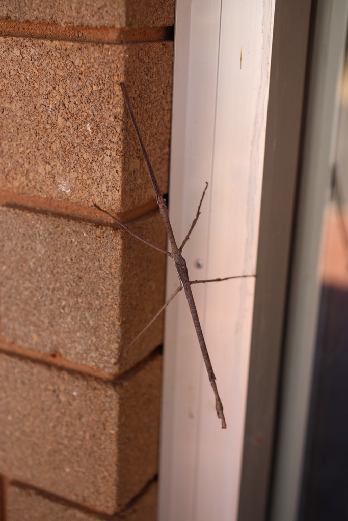 Paronchestus