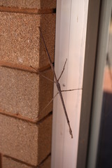 Paronchestus cornutus