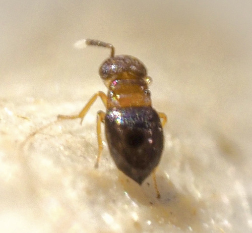 Neodusmetia sangwani, 2025-08-29