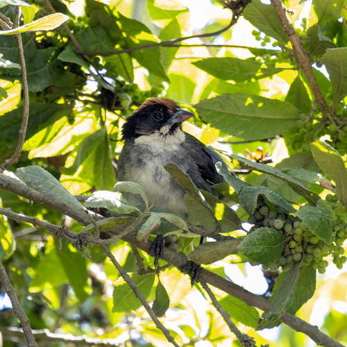 Bay-crowned Brushfinch (Atlapetes seebohmi), photo 2