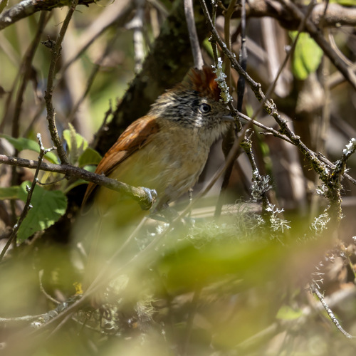 Chapman's Antshrike (Thamnophilus zarumae), photo 5