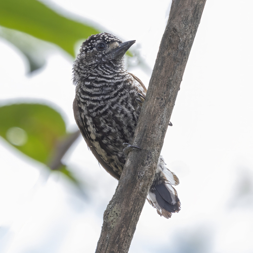 Ecuadorian Piculet (Picumnus sclateri)