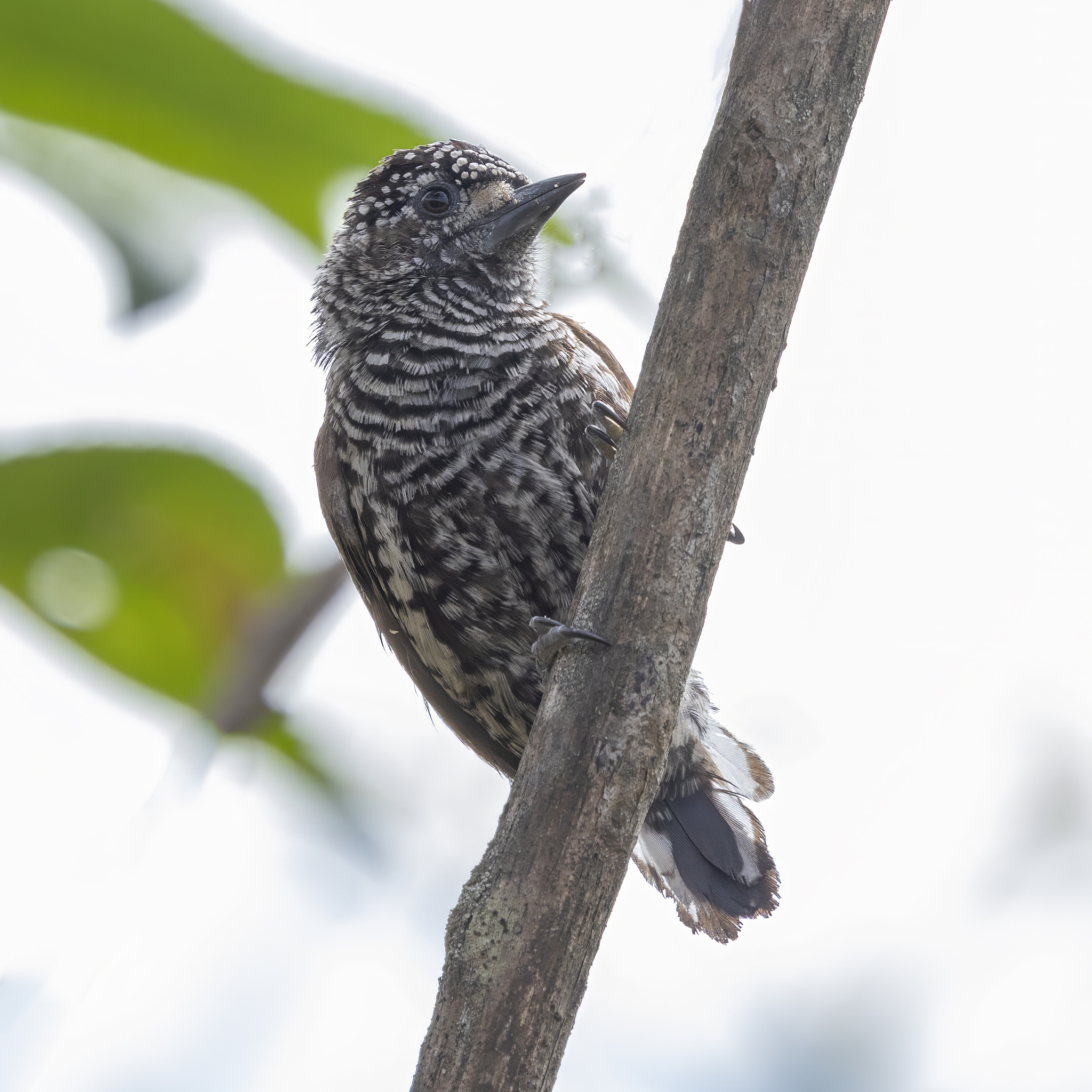 Ecuadorian Piculet (Picumnus sclateri), photo 1