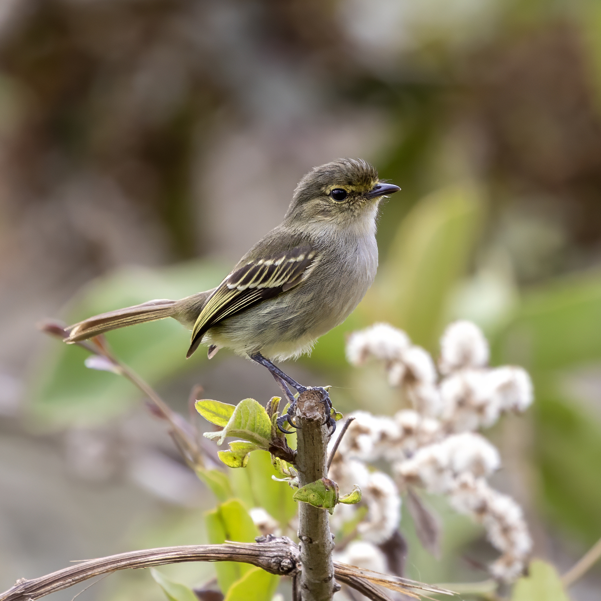 Peruvian Tyrannulet (Zimmerius viridiflavus), photo 1
