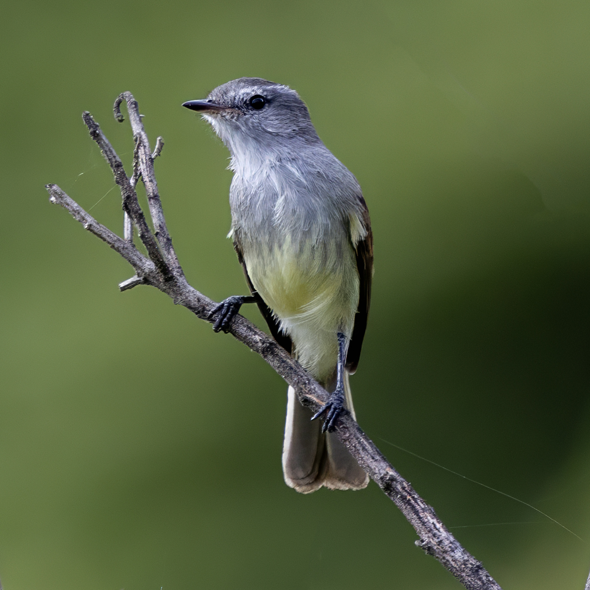 Marañon Tyrannulet illustration