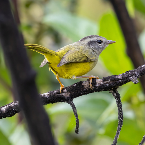 Three-banded Warbler (Basileuterus trifasciatus), photo 4