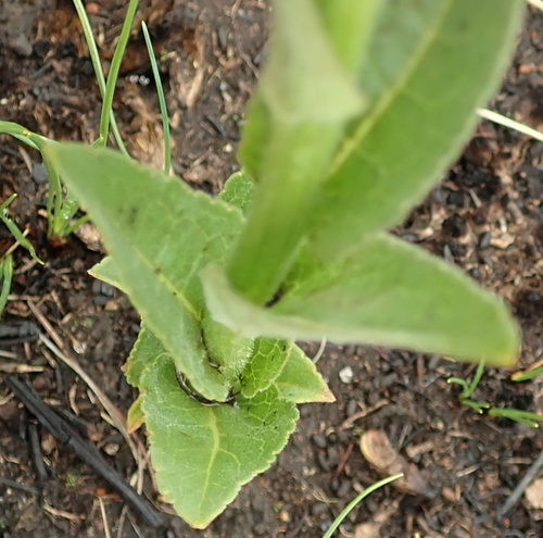 Image of Cyphia elata by no rights reserved