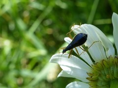 Nabis subcoleoptratus