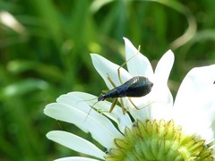 Nabis subcoleoptratus