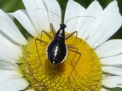 Nabis subcoleoptratus