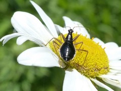 Nabis subcoleoptratus