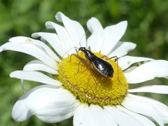 Nabis subcoleoptratus