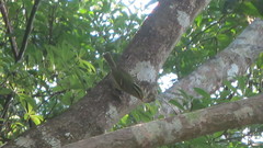 Phylloscopus goodsoni