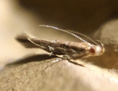 Pyroderces