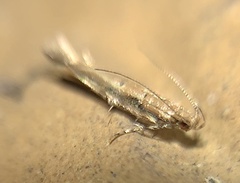 Pyroderces