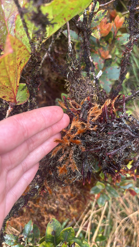Trachypodopsis auriculata observed 2025-08-25