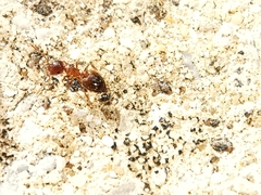 Crematogaster sordidula
